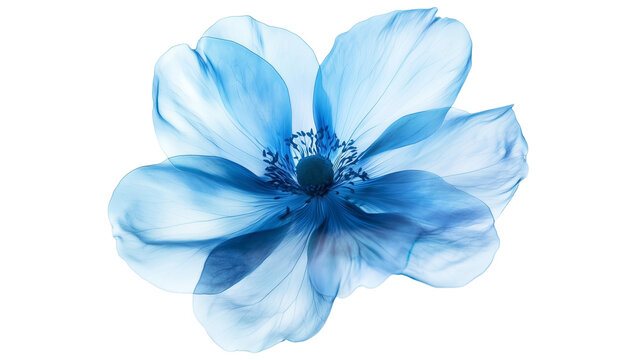 Blue Flower Isolated on White and Transparent Background