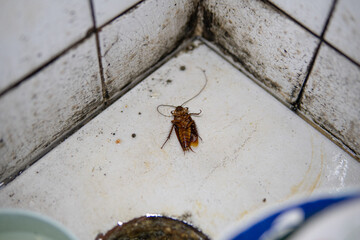 dead cockroach on water sink