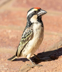 Acacia pied barbet bird in Africa