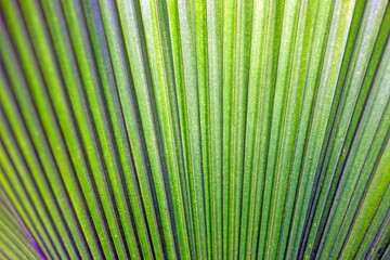 Obraz premium Close-up of vibrant green fan palm leaf showcasing detailed texture and parallel lines