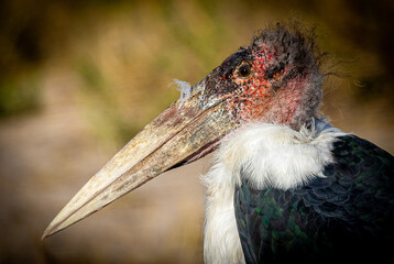 Marabou Stork close up side view