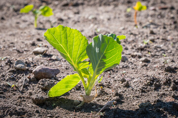  A fresh young cabbage plant sprouting in fertile soil. Young Cabbage Plant in Soil. Sustainable agriculture and growth.