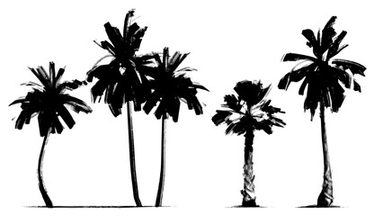 Black and white palm trees. Vector