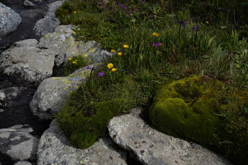moss on the rocks