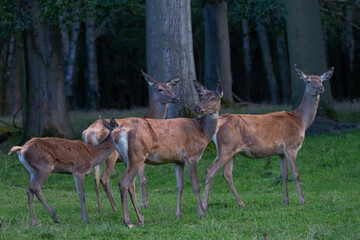 Kahlwild-Rudel am Waldrand