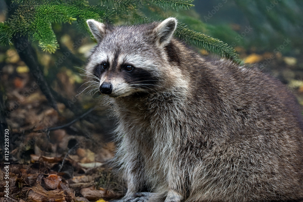 Fototapete Waschbär auf der Lauer
