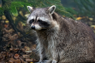 Waschbär auf der Lauer