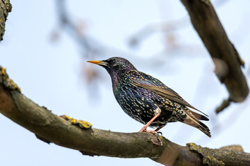 Starling sitting on a tree
