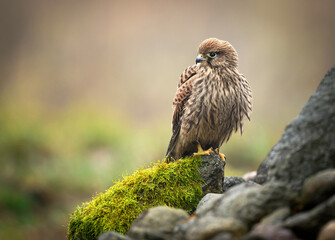 Common kestrel bird ( Falco tinnunculus )
