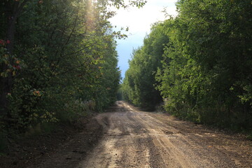 Fototapeta premium Dirt road in the forests of north-eastern Europe in late summer