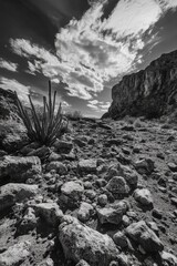 Desert Landscape in Black and White