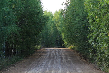 Fototapeta premium Dirt road in the forest at the end of summer
