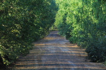 dirt roads in the dense forests of northeastern Europe on a summer day