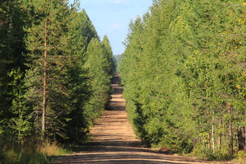 Obraz premium A dirt road in the forests of northeastern Europe on a sunny summer day