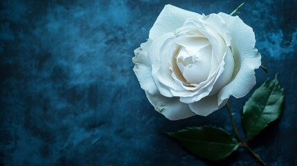 A close-up of a white rose on a textured blue background.
