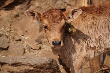 Close-Up View of a cute brown calf face in its Natural Rocky Habitat