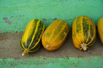 Fresh Ripe pahadi pumpkin Arranged on a Vibrant Green wall Background