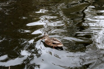 A lone duck with intricate brown and beige feather patterns swims gently across dark water. The swirling reflections enhance the moody yet serene atmosphere.