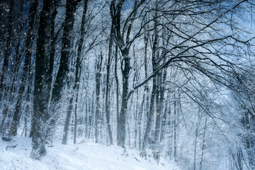fantasy forest in winter during blizzard