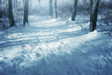 forest path covered in snow in magical winter landscape