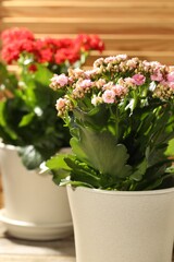 Naklejka premium Different beautiful kalanchoe flowers in pots on table, closeup