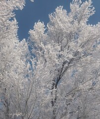 A breathtaking view of snow-covered tree branches against a clear blue sky