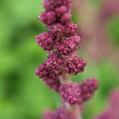 Macro photography is a form of close-up photography that magnifies small subjects or details, often making them appear larger than life. It is commonly used to capture intricate patterns, textures, an