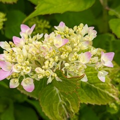 Macro photography is a form of close-up photography that magnifies small subjects or details, often making them appear larger than life. It is commonly used to capture intricate patterns, textures, an