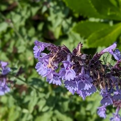 Macro photography is a form of close-up photography that magnifies small subjects or details, often making them appear larger than life. It is commonly used to capture intricate patterns, textures, an