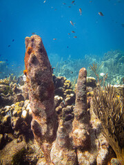 underwater life