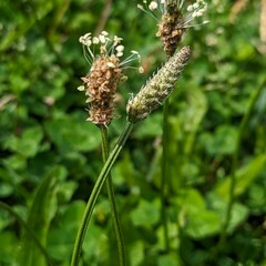 Macro photography is a form of close-up photography that magnifies small subjects or details, often making them appear larger than life. It is commonly used to capture intricate patterns, textures, an