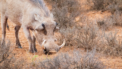 Fototapeta premium warthog in the wild