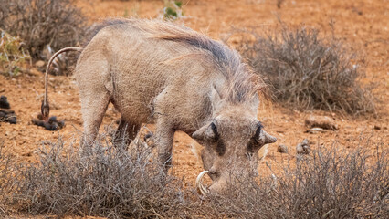 warthog in the wild