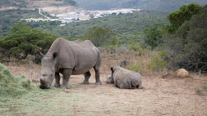 rhino in the savannah