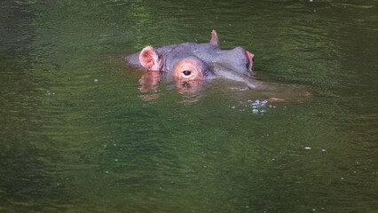 hippopotamus swimming in the water