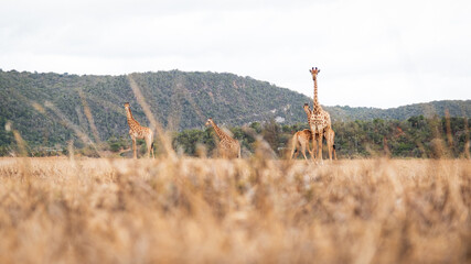 Giraffe in South Africa