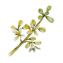 Blooming olive branch with white flowers. Hand drawn watercolor botanical illustration