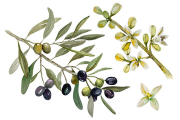 Olive branch with black and green berries, leaves and blooming olive branch with white flowers. Hand drawn watercolor botanical illustration
