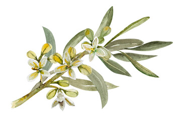 Blooming olive branch with white flowers. Hand drawn watercolor botanical illustration