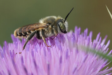 Closeup on a male European golden-tailed woodborer solitary bee, Lithurgus chrysurus on a purple thistle