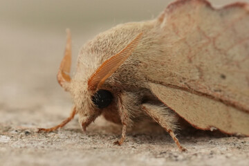 Closeup on the European Phyllodesma suberifolia moth, a parasite on Oak, Quercus , trees