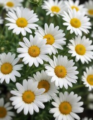 Fototapeta premium Macro shot of delicate white daisy fleabane flowers, spring, white petals