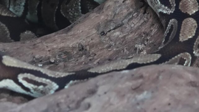A ball python is coiled around a dead branch