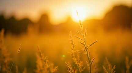 Obraz premium Golden Hour Meadow: A single stalk of grass illuminated by the warm glow of a setting sun, creating a serene and peaceful landscape. 