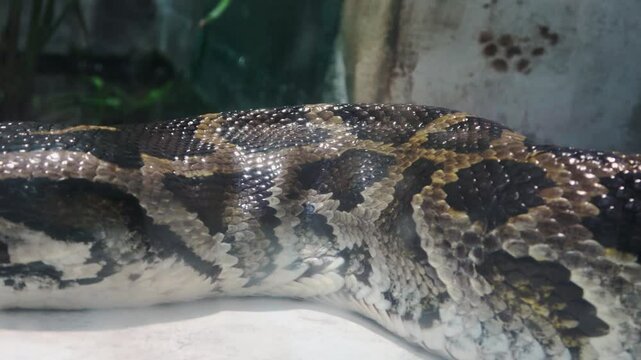 A giant reticulated python is sunbathing