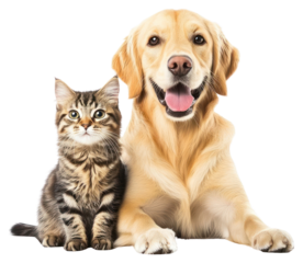 PNG Cute dog and cat animal kitten puppy.