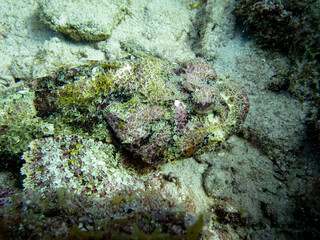underwater life