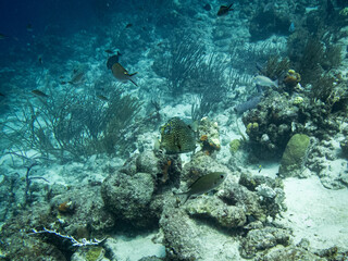 Fototapeta premium underwater life