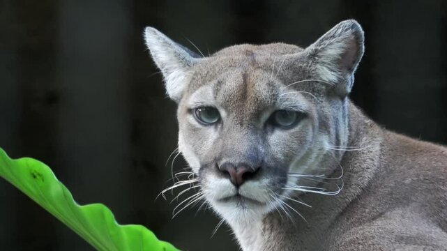 Close-Up: A cougar is glancing at the lens