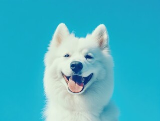 White dog close-up with blue sky